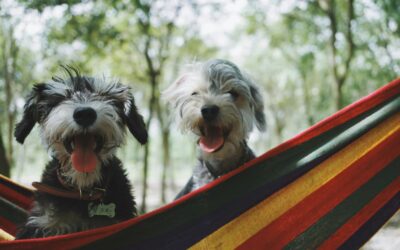 Road Trip Ready: How to Travel Safely with Your Pet This Summer