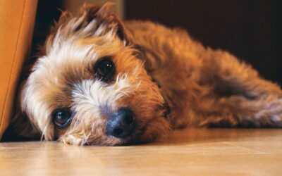 Is Your Pet Experiencing Pain? Here are Some Signs You Might Be Missing